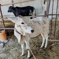 فروش یا معاوضه گوساله ماده 9 ماهه|حیوانات مزرعه|چابهار, |دیوار