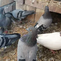 کبوتر سیاه دونه ای ۴۰۰