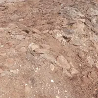 پهن گوسفند|حیوانات مزرعه|انزل, |دیوار