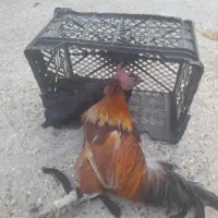 فروشه ۳ عدد مرغ و خروس|حیوانات مزرعه|دهدشت, |دیوار