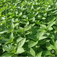 سبزیجات خورشتی خوردنی رامهرمز|خدمات پذیرایی، مراسم|شاهینشهر, فردوسی|دیوار