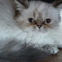 پرشین ماده