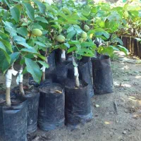 نژادهای اصلاح شده نهال در تخصصترین نهالستان|گل و گیاه طبیعی|اردبیل, |دیوار