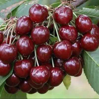 باغ شهری 500تا 750متری بهترین لوکیشن