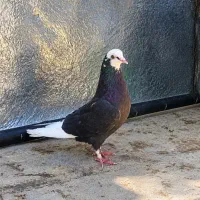 کبوتر