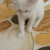 گربه|گربه|خرمشهر, |دیوار