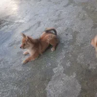 واگذاری دو عدد سگ یکی ماده یکی نر|سگ|رامسر, |دیوار