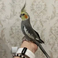 جوجه عروس هلندی به همراه قفس