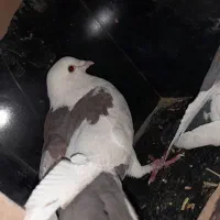 جفت خال چپ و پشت خال