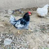 جوجه خروس گلین