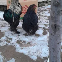 این دو خروس نر وماده شش میلیون