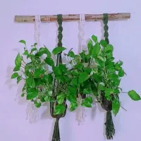 تنوع در رنگ