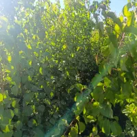 قیمت استثنایی نهــال به مدت محدود