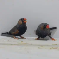 فنچ ایمو شارکول نر|پرنده|هشتگرد, شهرک راه آهن|دیوار