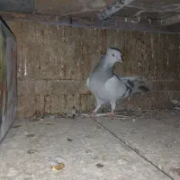 سوسنی ماده
