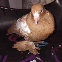 کفتر پا مویی