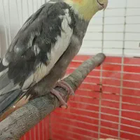 ۱ جفت عروش هلندی نر و ماده