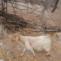 دوقلو زا فروشی با دوتا کهره ماده