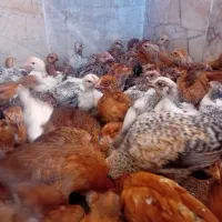 ۵۰تا جوجه ۴۸روزه