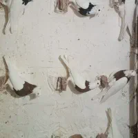 پرنده