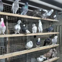 کبوتر جوجه هوایی|پرنده|قائم‌شهر, |دیوار