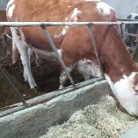 تلیسه سیمینتال آبستن سنگین