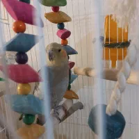 عروس هلندی|پرنده|سنندج, |دیوار