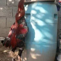 خروس و مرغ لاری معاوضه