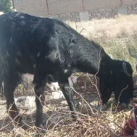 4بز بی بزغاله