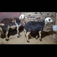 فروش دو عدد بره قوچ