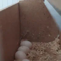 عروس هلندی|پرنده|مریوان, |دیوار