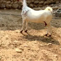 بزغاله خالص|حیوانات مزرعه|سنندج, |دیوار