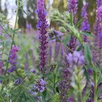 زمین زراعی در روستای خضرلو