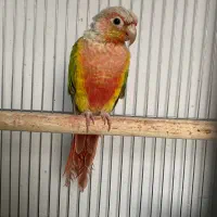 گیرینچیک آناناسی نر