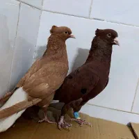 ۲۶عدد دم سفید کاکولی