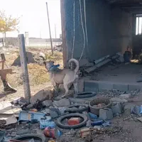 پژدر 2 ساله|سگ|سبزوار, هویزه|دیوار