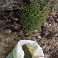 چاهی کوهی