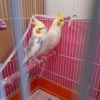 عروس های خوشگل