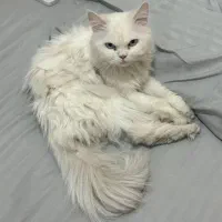 واگذاری گربه پرشین سفید