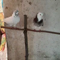 کبوتر