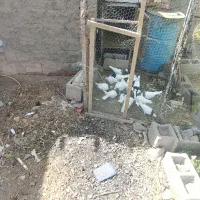 طوقی|پرنده|بم, |دیوار