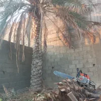 برش نخل قطع درخت (بریدن درخت)