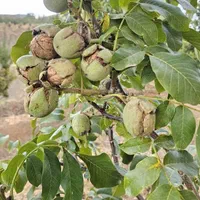 نهال گردو خوشه ای. اسراعیلی، چندلروفرنور.پکان.روند|خدمات باغبانی و درختکاری|شیراز, دکتر حسابی|دیوار