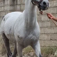 مادیان اسب بااصالت همرا بامحل نگهداری وآموزش سواری