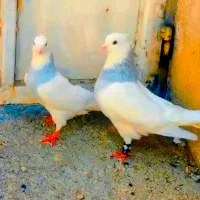 کفتر طوقی ابی