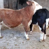 دوراس گوساله نر سیمینتال آنتیک آنتیک جنس بالا|حیوانات مزرعه|سیوان, |دیوار