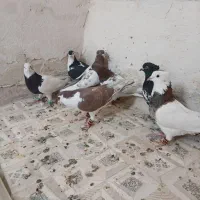 کفتر بازی هستن آلمانی و رنگه