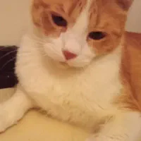 واگذاری موقت گربه|گربه|پرند, فاز ۶|دیوار