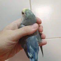 جوجه کوتوله برزیلی
