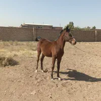 کره مادیان|اسب و تجهیزات اسبسواری|رفسنجان, |دیوار